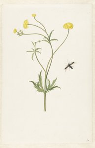 Double Yellow Ranunculus and Insect by Pieter Withoos (possibly)