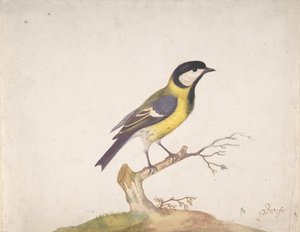 A Great Titmouse Perched on a Branch, 1670-93