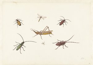 Sheet with Seven Different Insects by Pieter Withoos