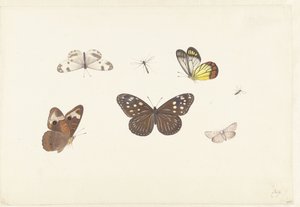Sheet with Five Butterflies and Two Flies by Pieter Withoos