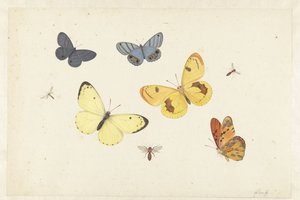 Sheet of Studies with Five Butterflies, a Wasp, and Two Flies by Pieter Withoos