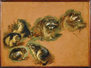Marmots and raccoons