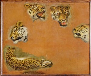 Sketches of a panther