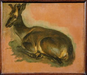 Stag, lying down