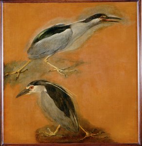 Two Herons