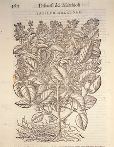 Basil (ocymum basilicum), engraving by Pier Andrea Mattioli by Pietro Andrea Mattioli