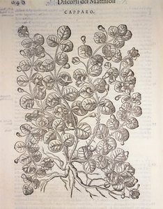 Caper Bush, engraving by Pier Andrea Mattioli by Pietro Andrea Mattioli