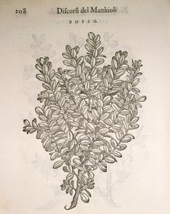 Common Box or Boxwood (Buxus sempervirens), engraving by Pier Andrea Mattioli by Pietro Andrea Mattioli