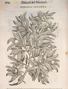Common Medlar (Mespilus germanica), engraving by Pier Andrea Mattioli by Pietro Andrea Mattioli