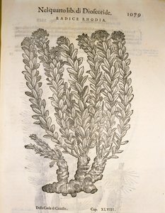 Golden Root or Roseroot (Rhodiola rosea), engraving by Pier Andrea Mattioli