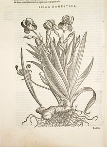 Iris (Iride domestica), engraving by Pier Andrea Mattioli