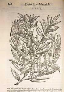 Laurel (Laurus), engraving by Pier Andrea Mattioli by Pietro Andrea Mattioli
