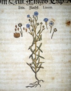 Lin or Linum - In 