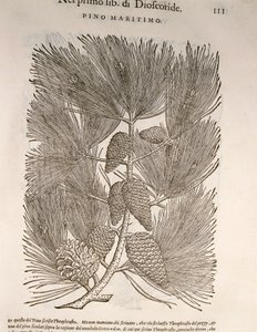 Maritime Pine (Pinus pinaster), engraving by Pier Andrea Mattioli by Pietro Andrea Mattioli