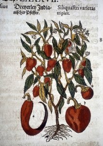 Peppers or Siliquaftri varietas triplex - In 