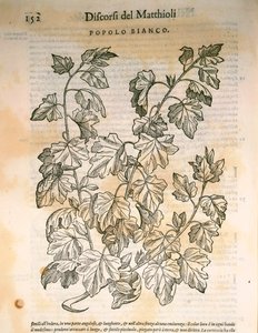 Poplar (Populus), engraving by Pier Andrea Mattioli