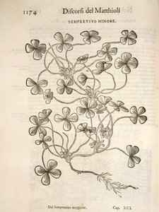 Sempervivum, engraving by Pier Andrea Mattioli