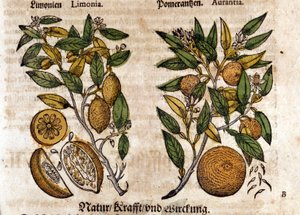 The citrus. Orange and lemon tree. Engraving - in Kreutterbuch Dess Hochgelehrten unnd weitberuhmten Herrn D. Petri Andreae Matthioli by Pietro Andrea Mattioli. Frankfurt