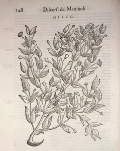 True Myrtle (Myrtus communis) by Pietro Andrea Mattioli