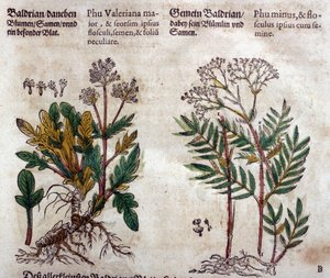 Valerian: two species with plant description