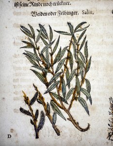 Willow Branch - In 