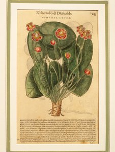 Yellow Water Lily (Nymphaea lutea), Coloured Engraving