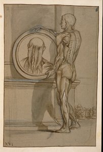 Ms Hunter 653 Plate XVI, Anatomical Drawing by Pietro da Cortona