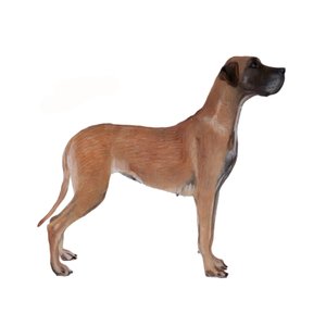 Great Dane, 2011