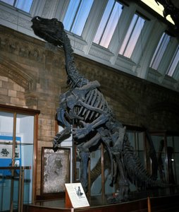 Iguanodon by Prehistoric Prehistoric