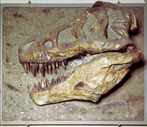 Prehistory: Dinosaur skull Tyrannosaurus rex (T Rex or tyrannosaur). Cretaceous period. Museo civico di storia naturale, Milan