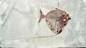 Prehistory: Mene Rhombea fish fossil from the site of Mount Bolca. Eocene period. Museo civico di storia naturale, Milan by Prehistoric Prehistoric