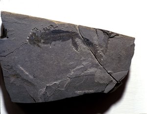 Prehistory: Permian period, Paleozoic era. Branchiosaurus (Brahiopode) fossil. Found in Rotliegen in Germany by Prehistoric Prehistoric