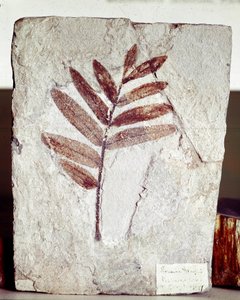 Prehistory: Branch Fossil in Limestone from the Site of Mount Bolca by Prehistoric Prehistoric