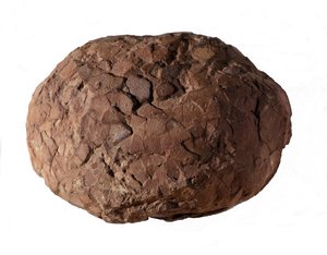 Prehistory: dinosaur egg found in Provence. Mesozoic era, Jurassic period