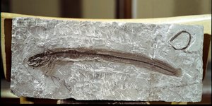 Fish Fossil Eomirus Formosissimus by Prehistoric Prehistoric