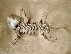 Prehistory: fossil of Seymouria Bayolorensis amphibian reptile from Texas in the United States. Permian period. Museo civico di storia naturale, Milan by Prehistoric Prehistoric