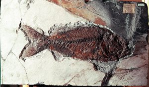 Prehistory: fossil of Sparnodus Elongatus fish from the site of Mount Bolca (Italy). Eocene period by Prehistoric Prehistoric