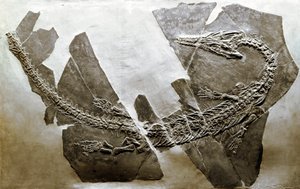 Fossil of the aquatic reptile Askeptosaurus italicus (Middle Triassic) by Prehistoric Prehistoric