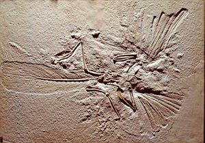Prehistory: Fossil of the Bird Archaeopteryx by Prehistoric Prehistoric