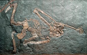 Prehistory: fossil of the great Primate Oreopitheque from Mount Bamboli. Miocene era. Museo civico di storia naturale, Milan