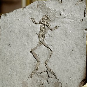 Prehistory: Frog Fossil from the Pueyoi da Tervel Site in Spain by Prehistoric Prehistoric