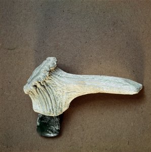 Green stone hatchet with deer horn handle from the cave of Pollera, Liguria. Middle Neolithic, Stone Age. Museo di archeologia Ligure, Genoa by Prehistoric Prehistoric