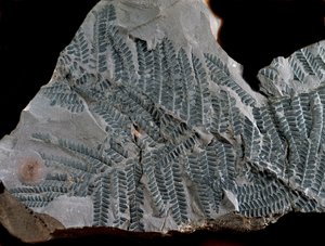 Prehistory: period of the higher carboniferous. Fossil of Acitheca Poymorphe of the fern family. Find in Gottelborn in Germany by Prehistoric Prehistoric