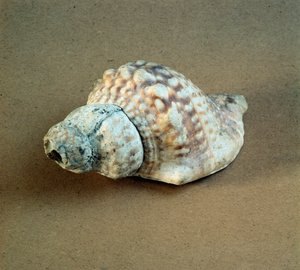 Shell of Triton Nodifer Used as a Whistle by Prehistoric Prehistoric