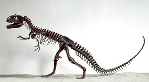 Skeleton of the Dinosaur Allosaurus Fragilis by Prehistoric Prehistoric