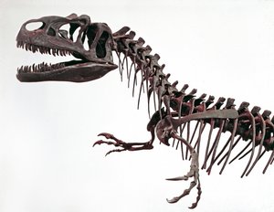 Prehistory: skeleton of the dinosaur Allosaurus fragilis. Period of the Upper Jurassic by Prehistoric Prehistoric