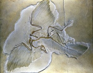 Primitive Birds Called Archaeopteryx. Complete Fossils Found in Bavaria, Upper Jurassic Shales by Prehistoric Prehistoric