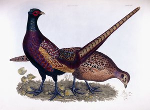 Pheasants (Male & Female)