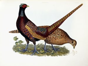 Pheasants