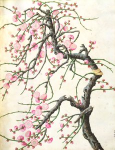 Peach Blossom